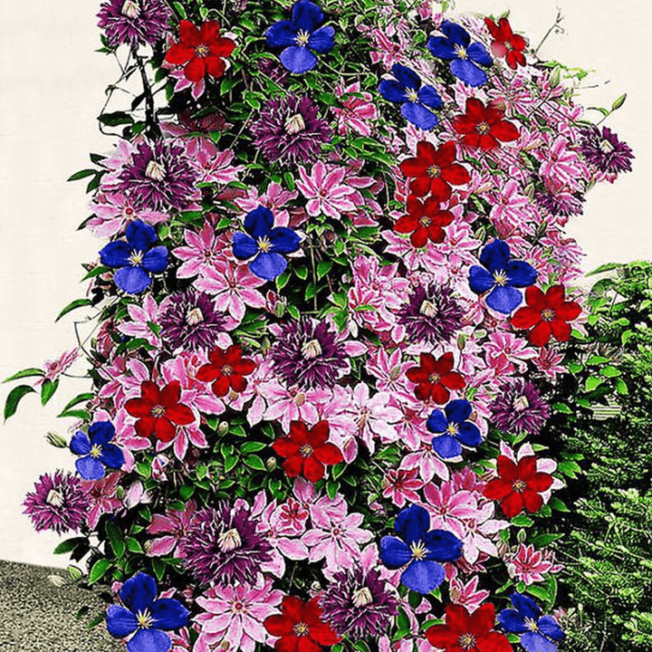 Heirloom Non-GMO Mixed Clematis Flower Seeds for Garden Planting – Stunning Climbing Blooms