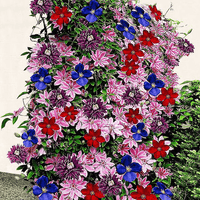 Heirloom Non-GMO Mixed Clematis Flower Seeds for Garden Planting – Stunning Climbing Blooms