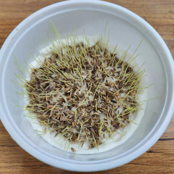 Lawn Grass Seeds ? Decorative Multi-Hued Turf for Front & Backyards