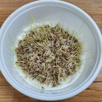 Lawn Grass Seeds ? Decorative Multi-Hued Turf for Front & Backyards