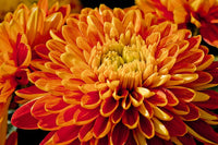 Deep Orange Chrysanthemum Flower Seeds for Planting - NON GMO Seeds
