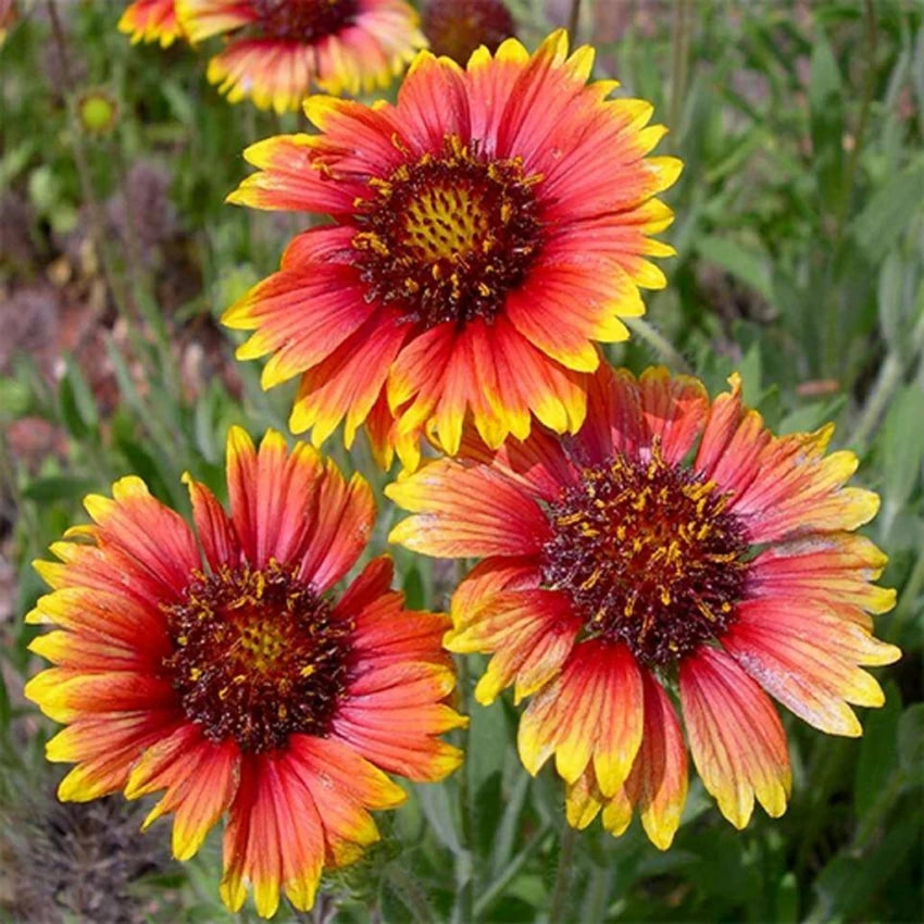 Yellow Red Aristata Flower Seeds for Planting - NON GMO Seeds for planting in home garden