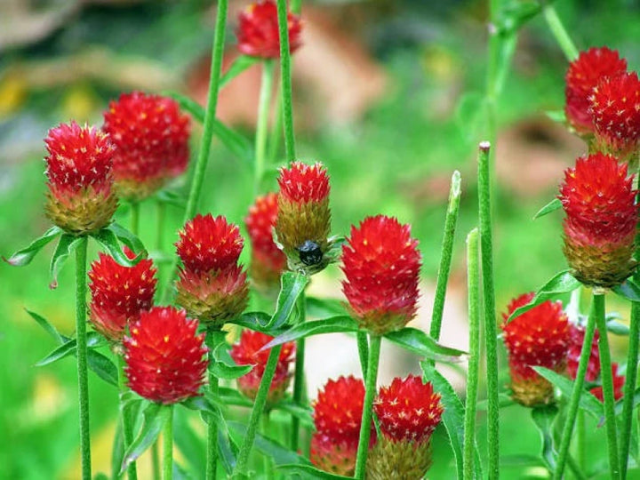 Heirloom Gomphrena Seeds – Non-GMO Flower Seeds for Planting