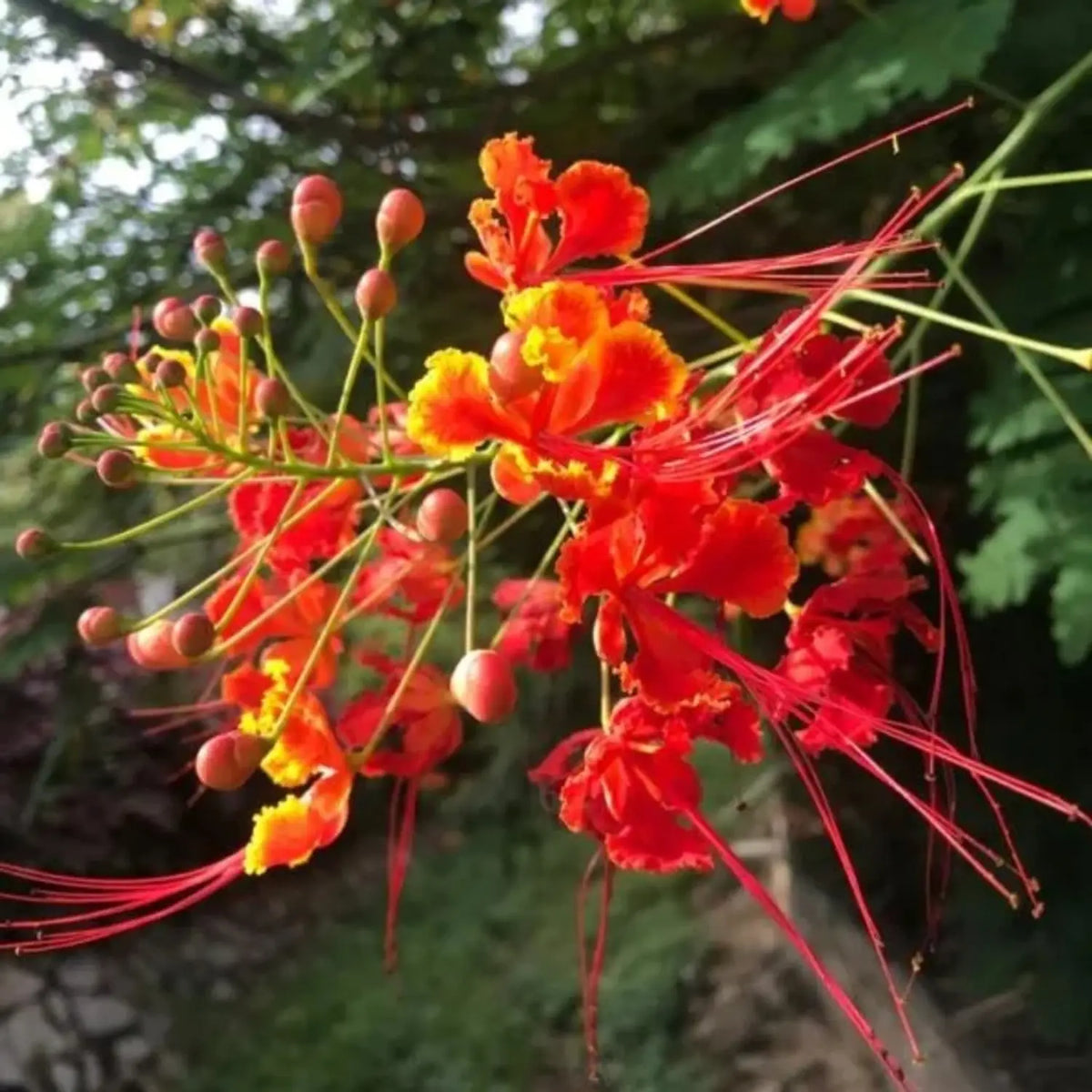 Caesalpinia Pulcherrima Flower Seeds Heirloom Non GMO Planting - 100 pcs