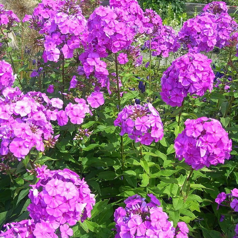Perennial Flower Seeds 100 pc for Planting