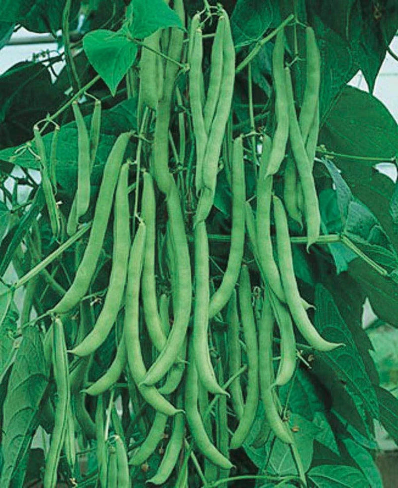 Missouri Wonder Pole Bean Phaseolus vulgaris seeds for planting in home garden
