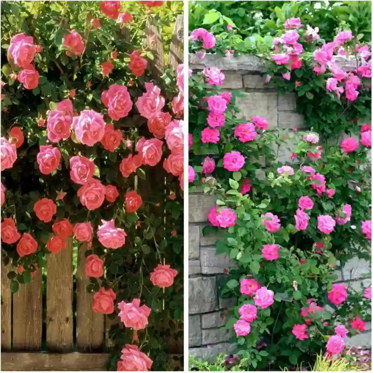 Climbing Flower Seeds for Planting - NON GMO Seeds