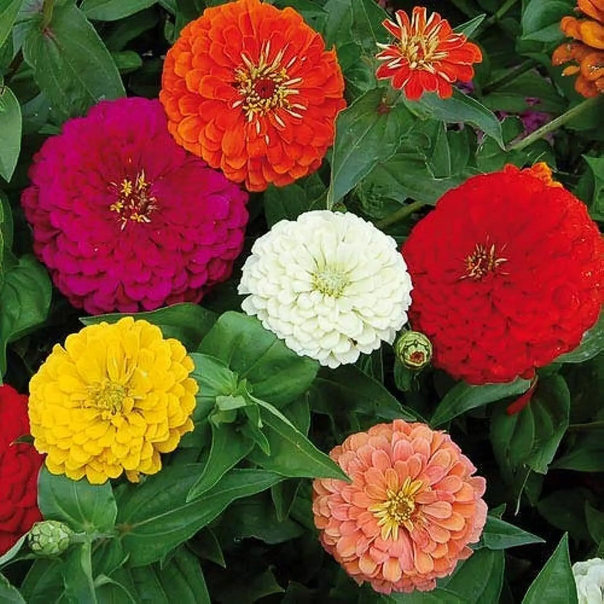 Single Petal Zinnia Mix Flower Seeds for Planting – Vibrant, Non-GMO Garden Flowers