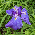 Blue Iris Flower Seeds for Garden Planting - NON GMO Seeds