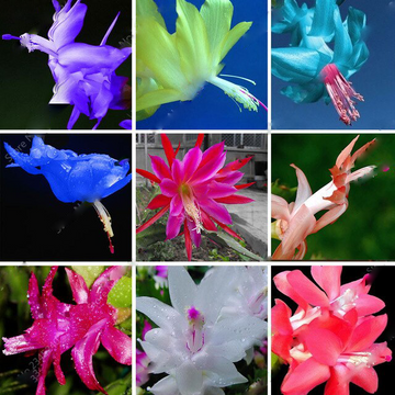 Mixed Zygocactus Truncatus Flower Seeds for Planting- Heirloom Seeds for Garden for planting in home garden