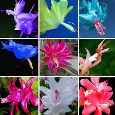 100 Pcs