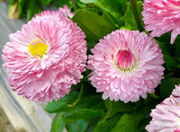 Leucanthemum Shasta Flower Seeds for Planting, Red White, 100 pcs