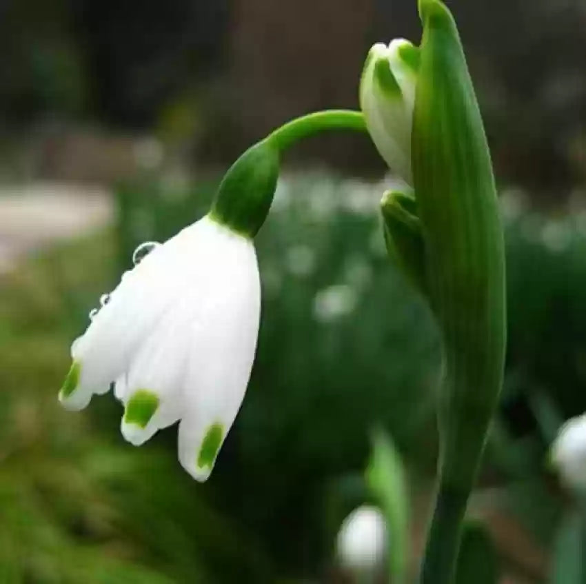 White Galanthus Nivalis Flower Seeds for Planting - NON GMO Seeds