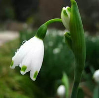 White Galanthus Nivalis Flower Seeds for Planting - NON GMO Seeds seeds for planting in home garden
