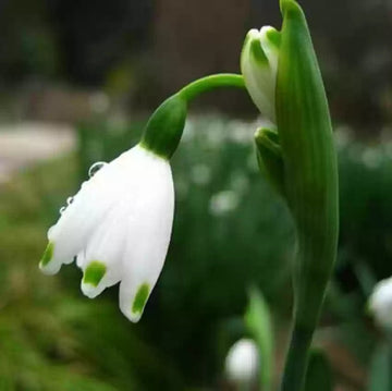 White Galanthus Nivalis Flower Seeds for Planting - NON GMO Seeds seeds for planting in home garden