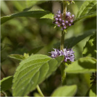 Pulegium Plant Seeds Scientific Name Placeholder for planting in home garden