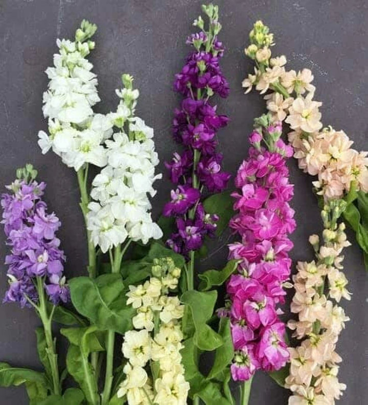 Matthiola Flower Seeds 100 pcs for Planting 100 pcs