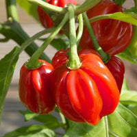 Bright red Scotch Bonnet peppers growing in a vegetable garden
