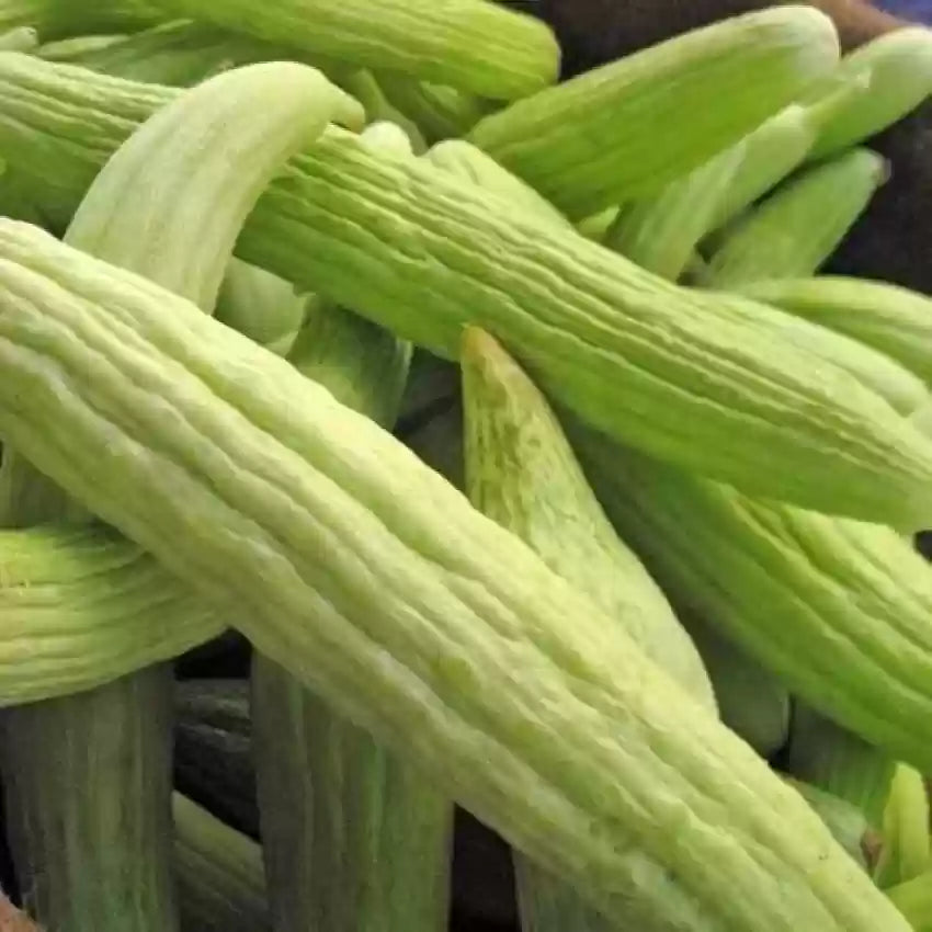 Pale Armenian Cucumber Cucumis melo seeds for garden planting