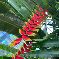 Tropical Heliconia Rostrata ornamental plant for gardens and landscape displays