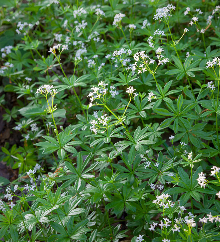 Galium Flower Seeds for Planting - NON GMO Seeds