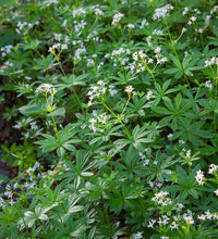 Galium Flower Seeds for Planting - NON GMO Seeds