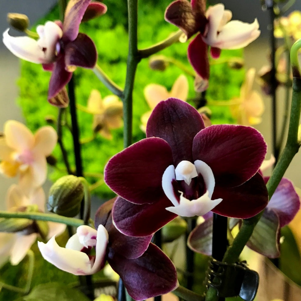 Chocolate Phalaenopsis Orchid Flower Seeds for Planting - Non GMO seeds