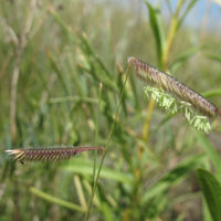 Alberta Buffalo Grass (Bouteloua dactyloides) ? Drought-Tolerant, Low-Maintenance Lawn Solution