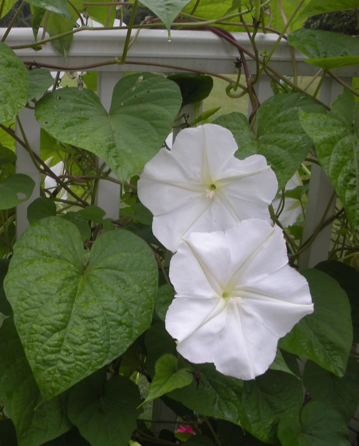 Moon Flower Seeds for Planting â€“ NON GMO Seeds for planting in home garden