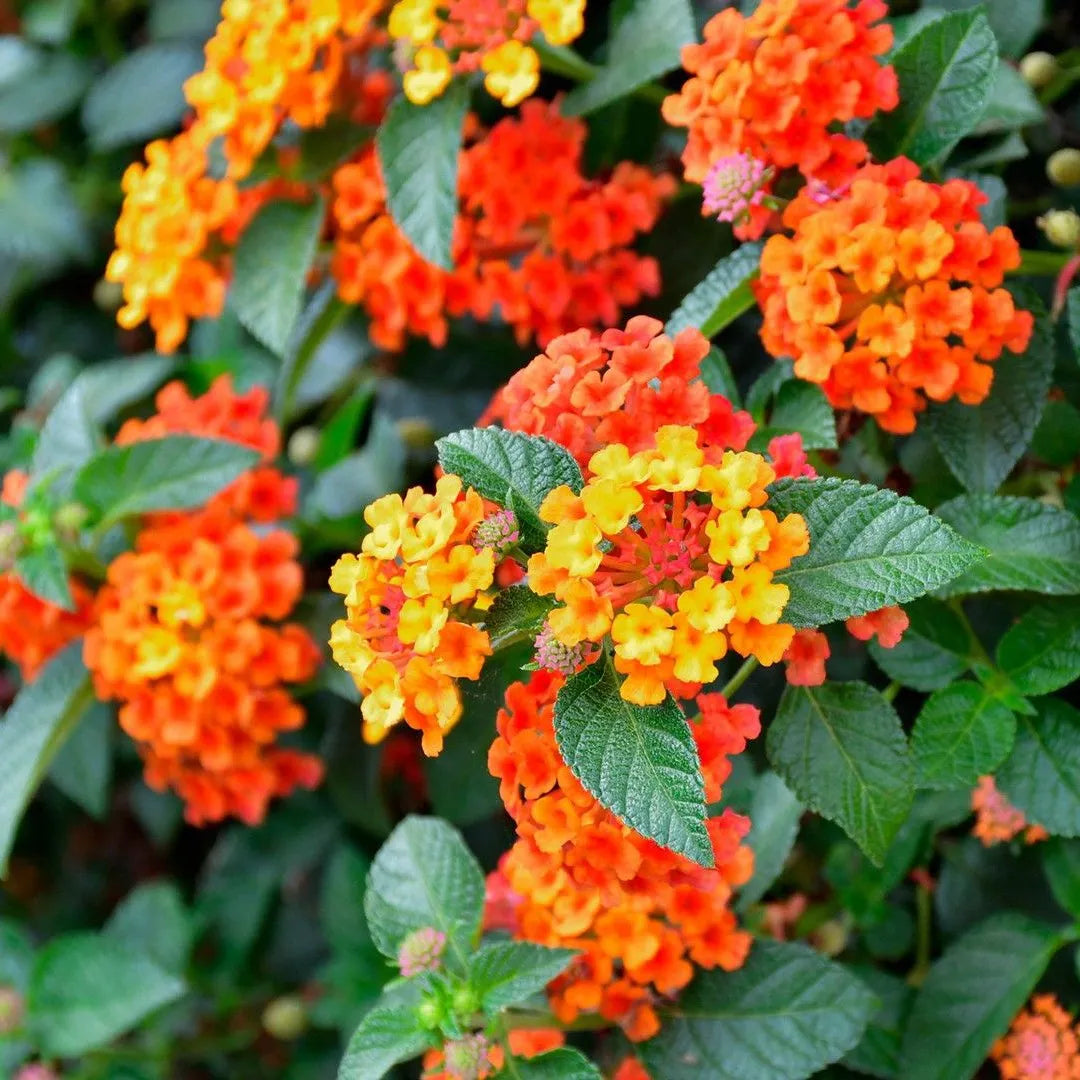 Vibrant lantana blooms suitable for containers and landscape planting