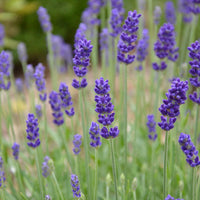 Blue Angustifolia Flower Seeds for Garden Planting - 100 Pcs pcs