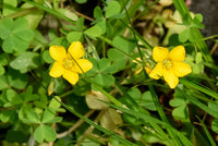 Heirloom Yellow Oxalis Laciniata Flower Seeds for Planting – Non-GMO, Unique Garden Blooms