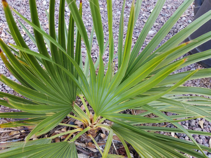 Brahea Decumbens Plant Seeds for Planting-Unique Tropical Garden Growth ? Fresh Herb for Your Garden
