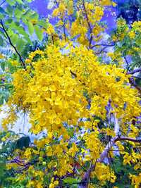 Light Yellow Crape Myrtle Tree Seeds for Planting - 100 pcs