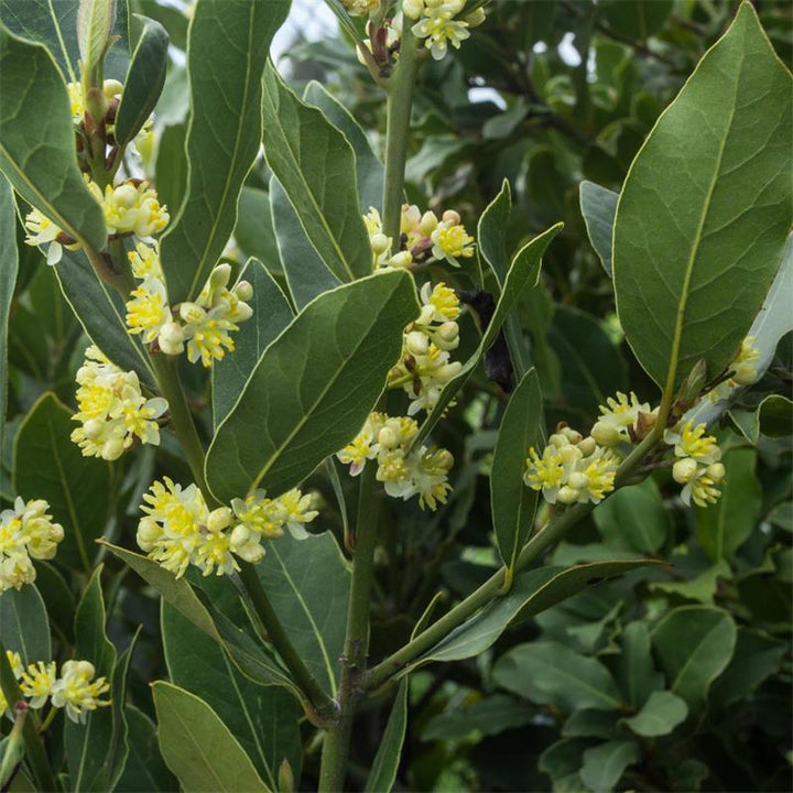 Laurus Nobilis Flower Seeds for Planting - NON GMO Seeds