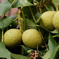 Black Walnut Fruit Seeds