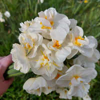 Daffodil Narcissus flowers growing in an outdoor garden