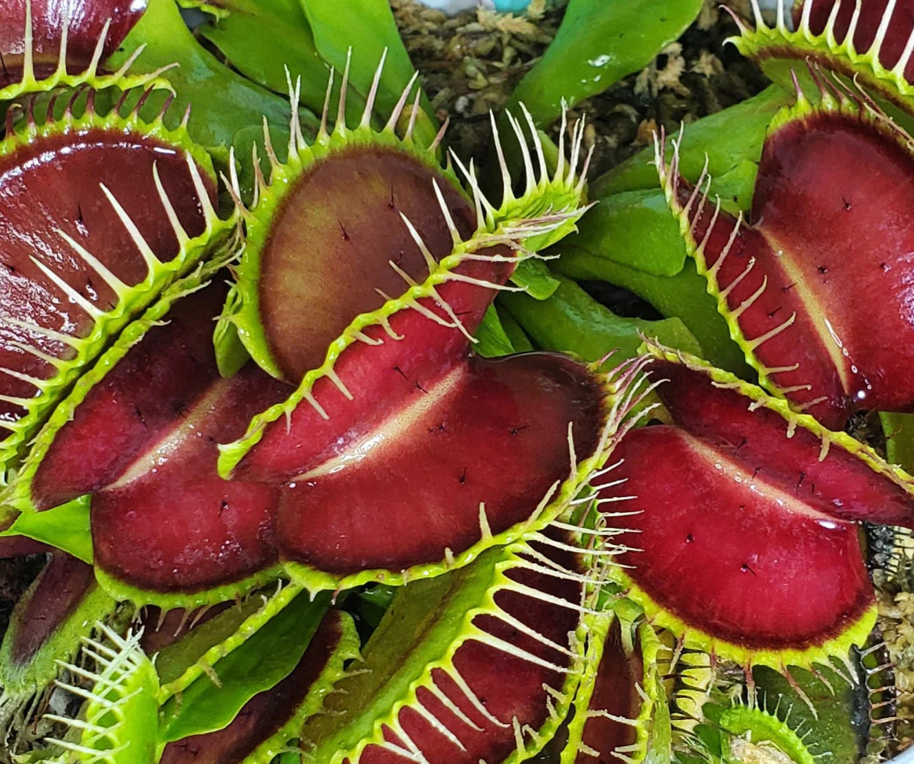 Green with Red Venus Flytrap ? Live Carnivorous Plant | Exotic Insect-Eating Houseplant