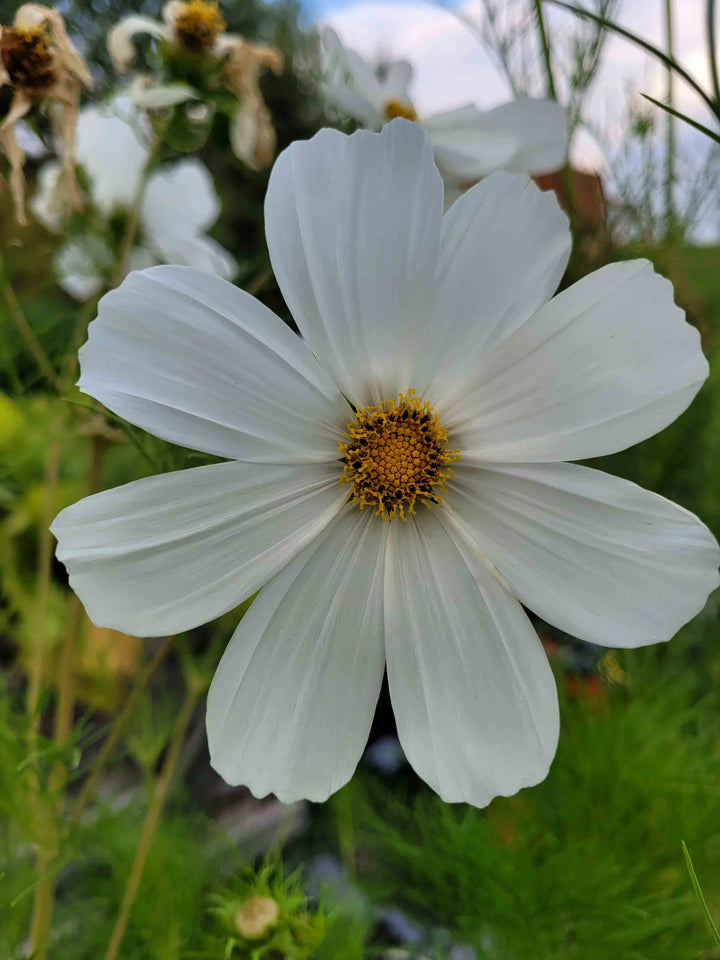 White Cosmos Flower Seeds for Planting â€“ Non-GMO, Heirloom, Vibrant Garden Blooms