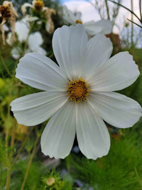 White Cosmos Flower Seeds for Planting â€“ Non-GMO, Heirloom, Vibrant Garden Blooms