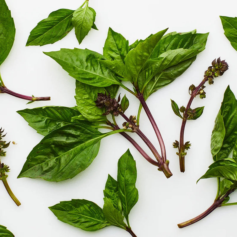 Thai Basil Herb Seeds for Planting Scientific Name Placeholder for planting in home garden