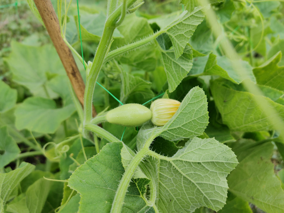 White Nest Egg Gourd Vegetable Seeds for Planting