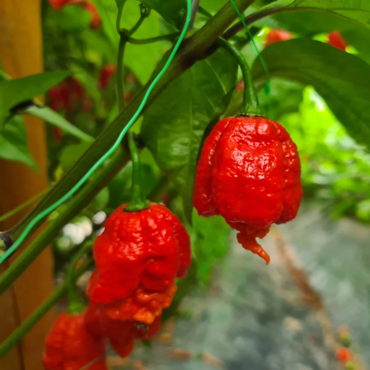 Spicy Hot Pepper Vegetable Seeds for Planting heirloom & Non-GMO Seeds