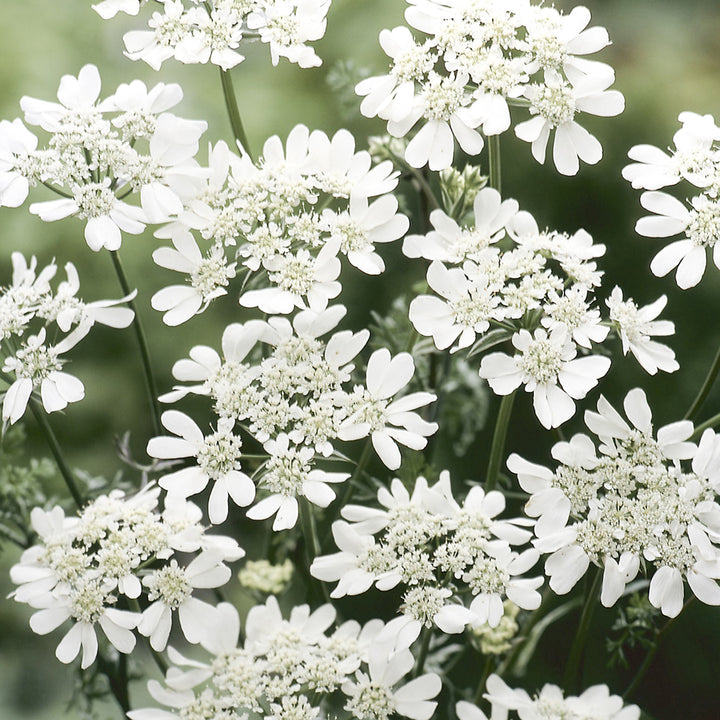 Organic White Orlaya Flower Seeds for Planting – Heirloom, Non-GMO