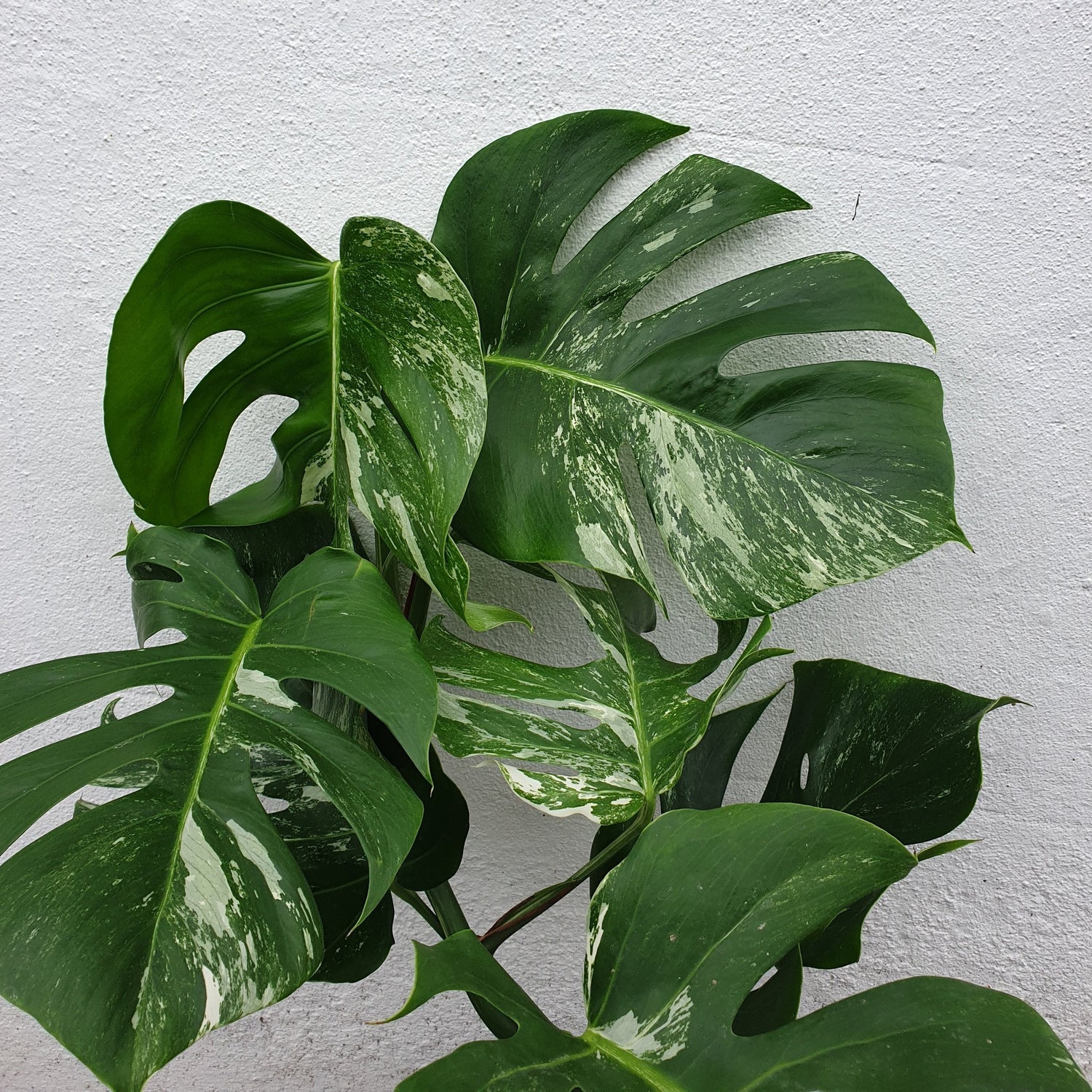 Heirloom Variegata Plant Seeds, Non-GMO Decorative Foliage Seeds for Unique Garden Planting for planting in home garden