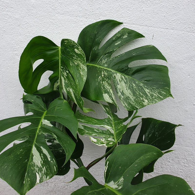 Heirloom Variegata Plant Seeds, Non-GMO Decorative Foliage Seeds for Unique Garden Planting for planting in home garden