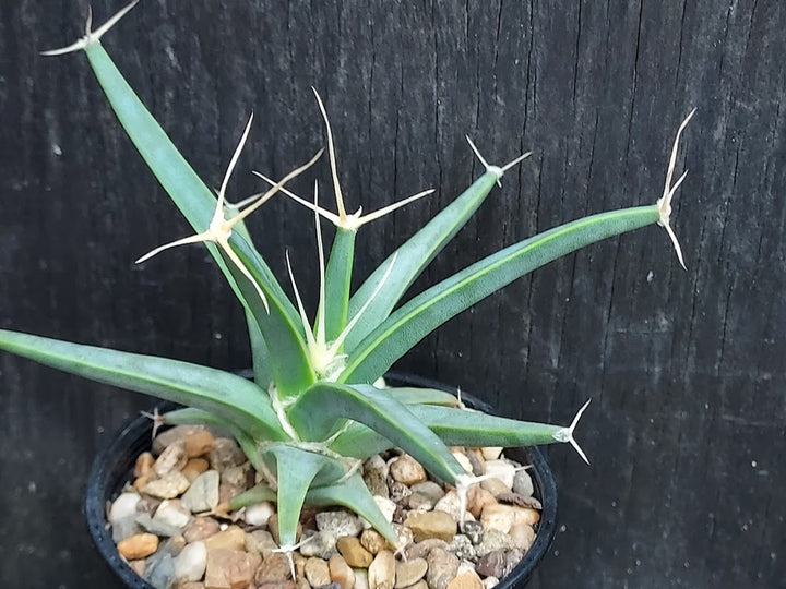 Green Leuchtenbergia Planting Seeds for Garden NON GMO Seeds