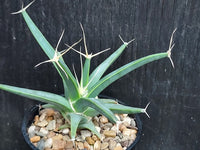 Green Leuchtenbergia Planting Seeds for Garden NON GMO Seeds