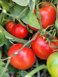 Cosmonaut Volkov Tomato Seeds for Planting heirloom & Non-GMO Seeds
