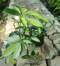 Schefflera Actinophylla houseplant seeds for planting